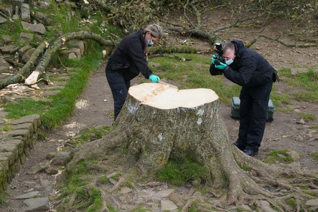 Sycamore Gap tree felled