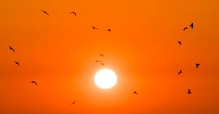 250,000 seabirds flock to Bempton Cliffs