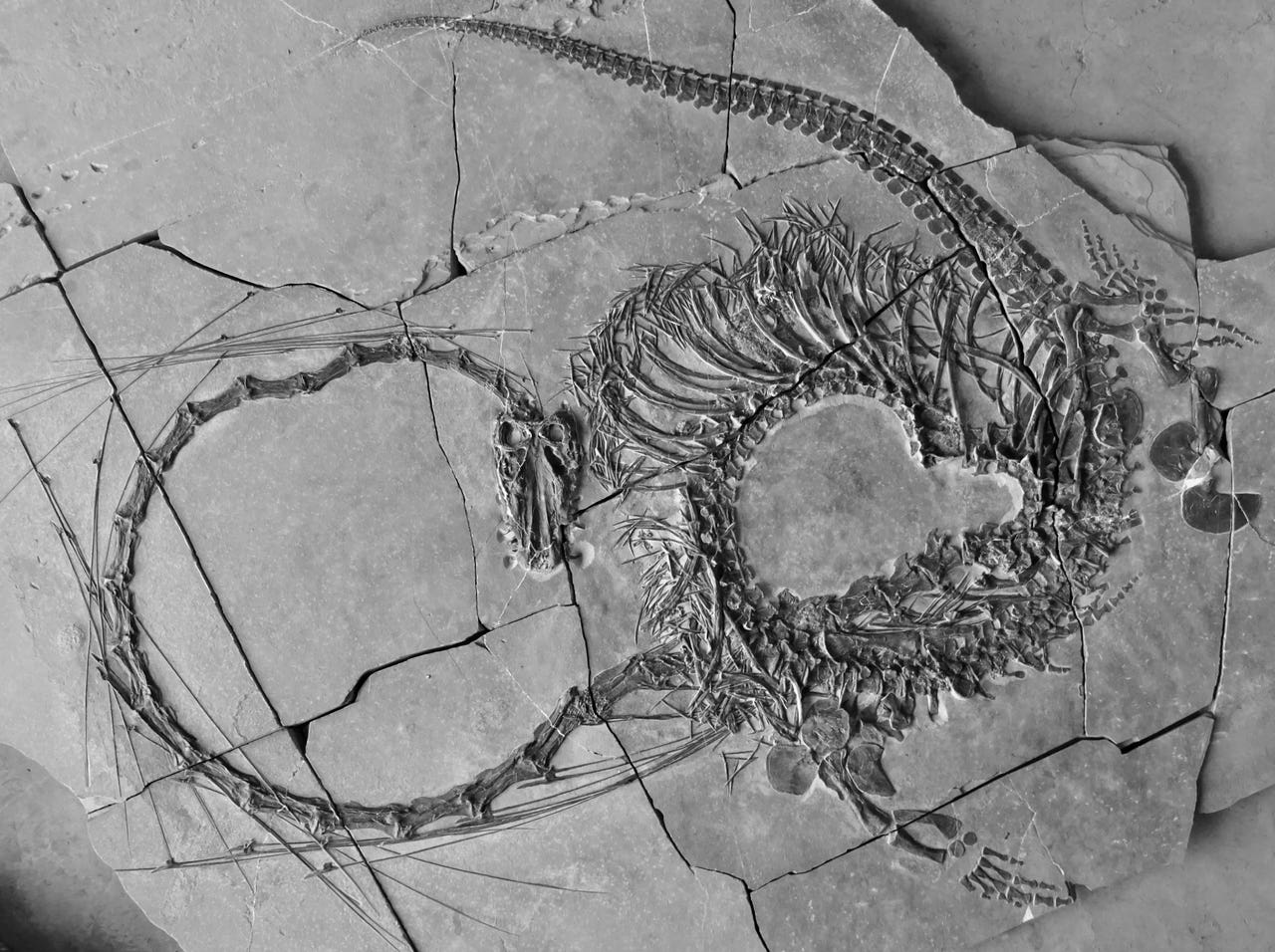 Palaeontologists Unveil 240-million-year-old Reptile Likened To Chinese 