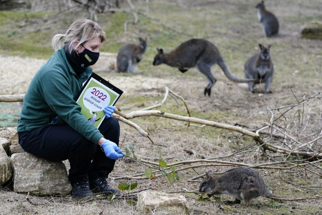 A keeper feeds a Parma wallaby (Andrew Matthews/PA)