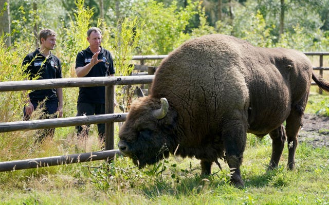 A bison at the Wildwood Trust , near Canterbury (Gareth Fuller/PA)
