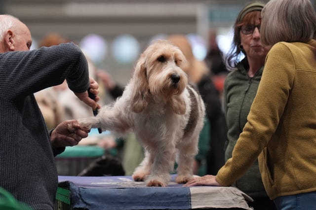 Dogs being prepared on the second day of Crufts 