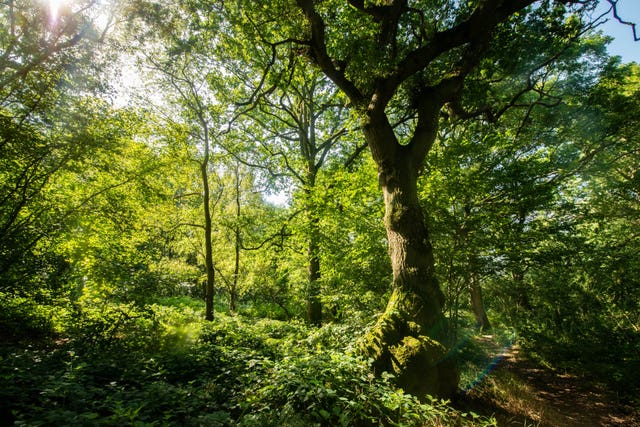 Ancient woodlands at risk