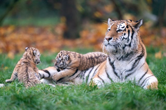 Amur tiger cubs at Banham Zoo