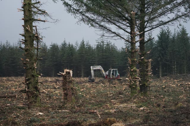 Ancient bog restoration