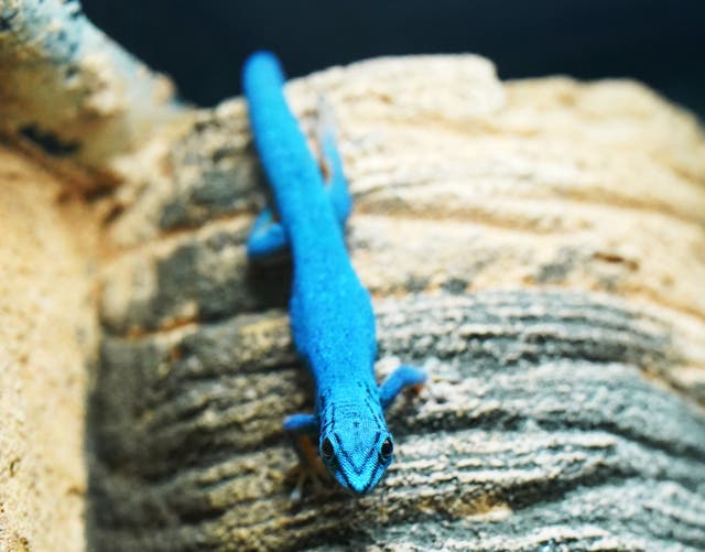 A turquoise dwarf gecko on rocks