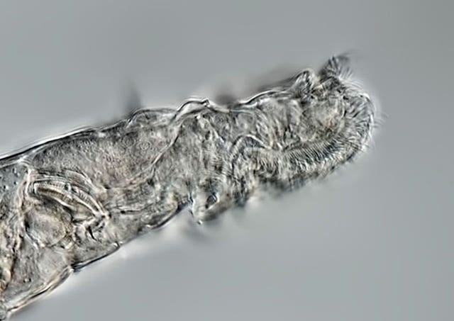 Bdelloid rotifers, tiny multicellular animals recovered from permafrost found to be 24,000 years old