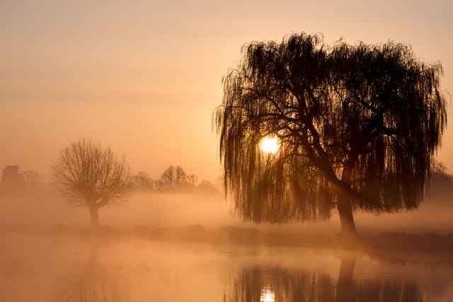 The sunrise visible through a tree in a park shrouded in low mist