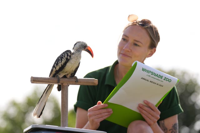 Redbilled hornbill Mali is weighed by a keeper 