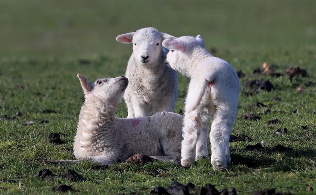 Newborn lambs 