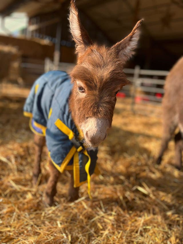 Stolen donkey returned