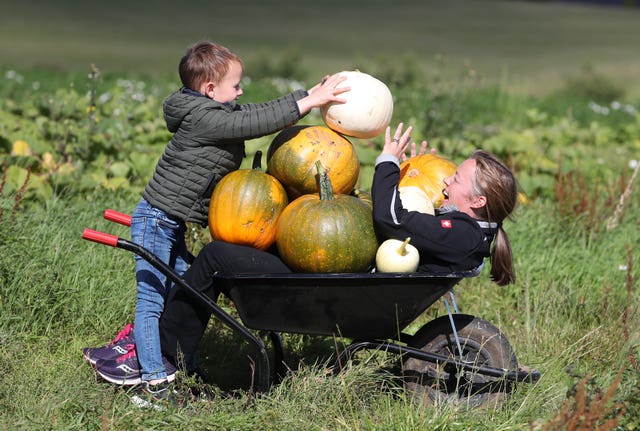 Pumpkin fields