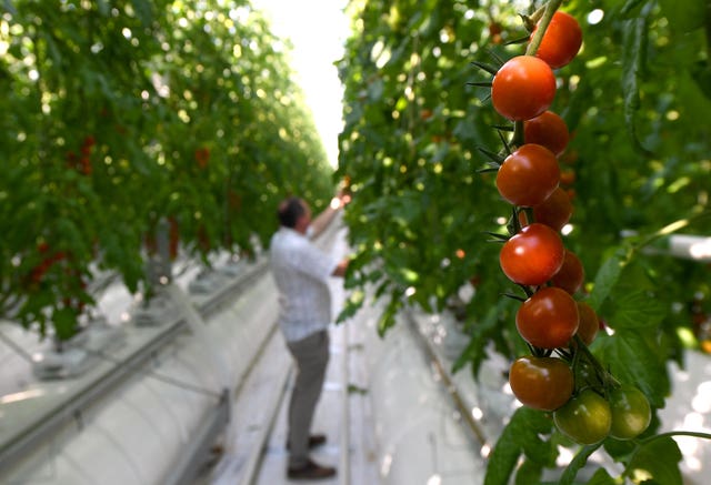 High-tech tomato glasshouse