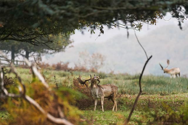 A fallow deer buck