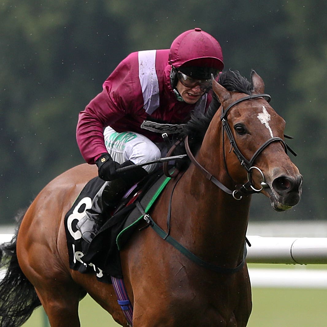 Safe Voyage is going for a four-timer