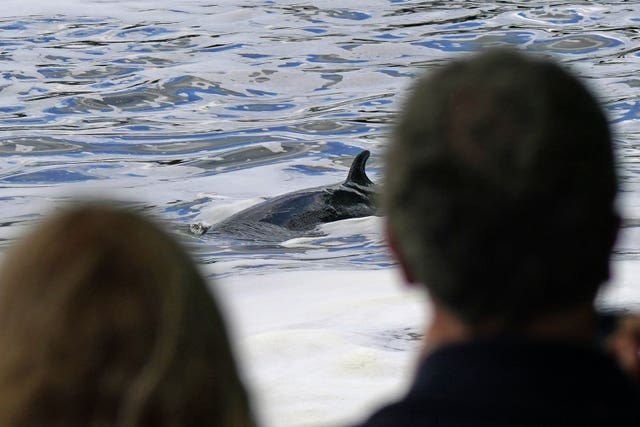 People watch a minke whale in the Thames