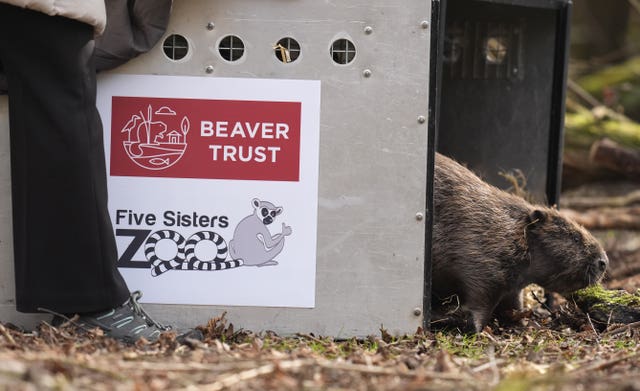 Beaver release