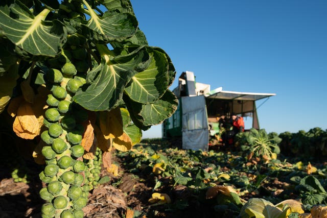 Brussels sprout harvest