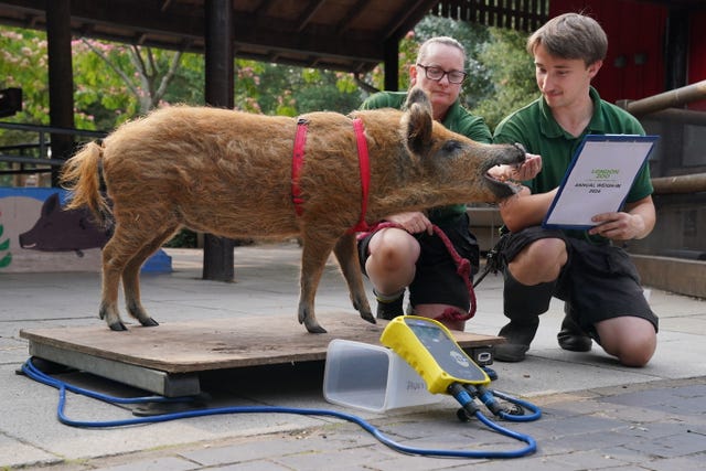 ZSL London Zoo annual weigh-in