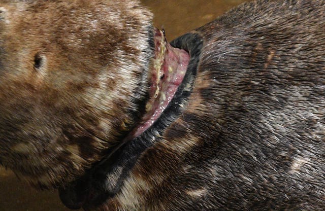 The wound on Sir David's neck was treated by the RSPCA