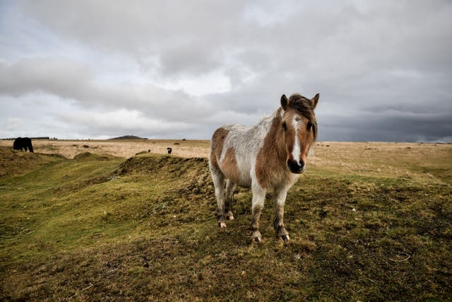 A wild pony after a downpour on Dartmoor. 