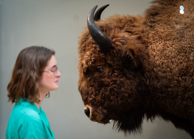 A member of gallery staff looks at a European Bison during a preview of Fixing Our Broken Planet