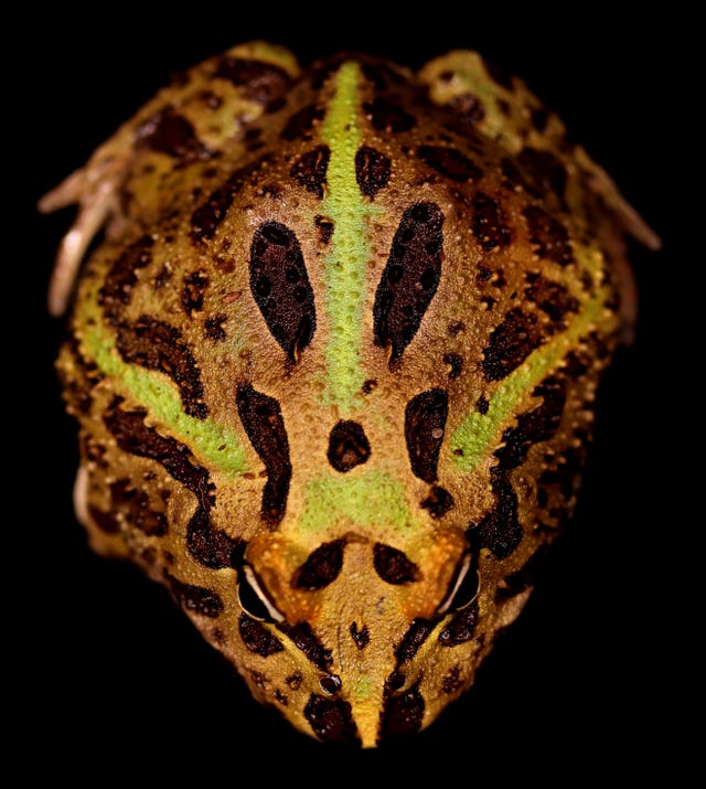 Bioflourescence in amphibians