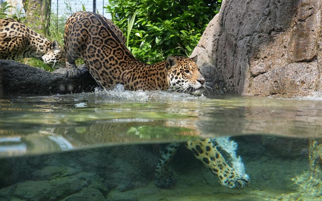 Kumal, a male Jaguar cools off from the hot weather with a swim in the pool within his enclosure at a zoo