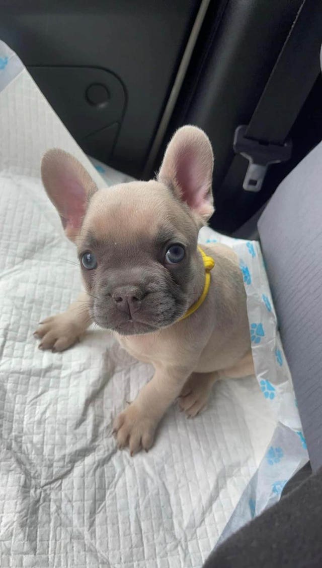 Appeal to recover stolen puppy, Leo