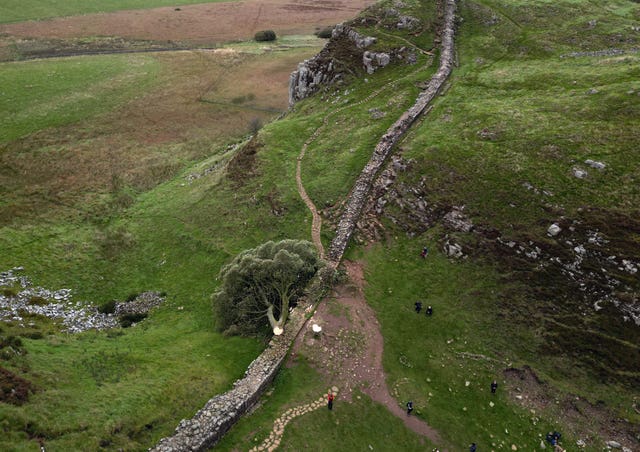 Sycamore Gap tree felled