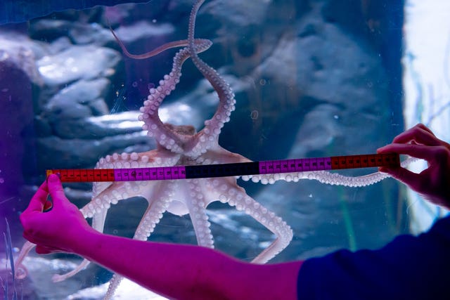 Sea Life London Aquarium measuring an octopus