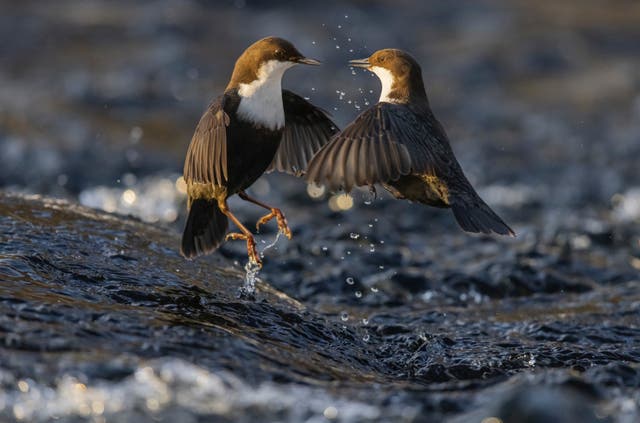 Wildlife Photographer of the Year