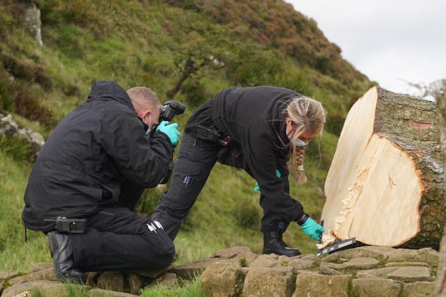 Sycamore Gap tree felled