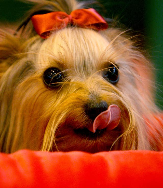Luci, a Yorkshire Terrier during crufts 