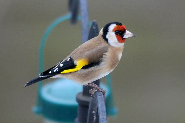 A goldfinch