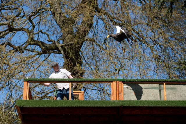 Head falconer Chris O’Donnell exercises a Steller’s sea eagle at Warwick Castle