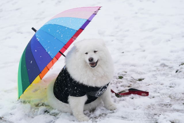 A samoyed dog named Felicity sits by an umbrella on the first day of the Crufts Dog Show at the National Exhibition Centre (NEC) in Birmingham. Picture date: Thursday March 9, 2023.