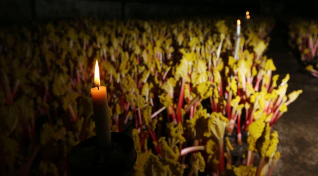 Forced rhubarb (Lynne Cameron/PA)