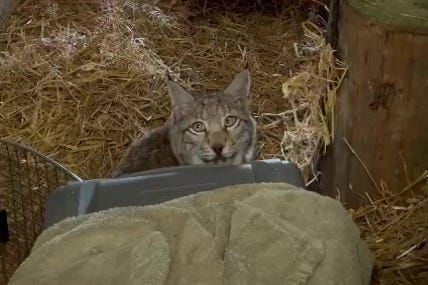 A lynx that was captured in the Highlands