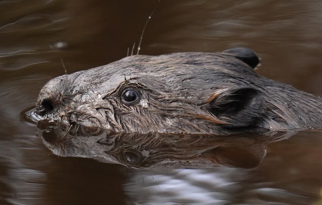 The head of a beaver above the surface of a river