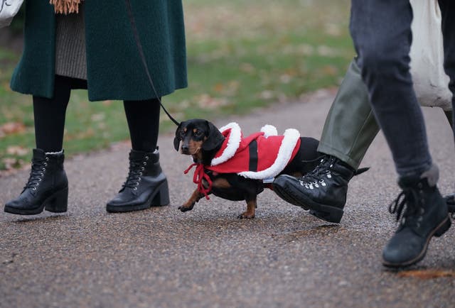 Christmas Sausage Dog Walk