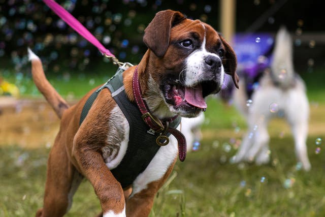 A boxer puppy on a pink lead tries to catch bubbles