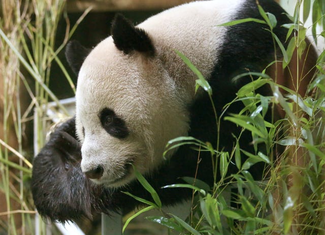 Edinburgh Zoo to offer visitors the chance to feed giant pandas