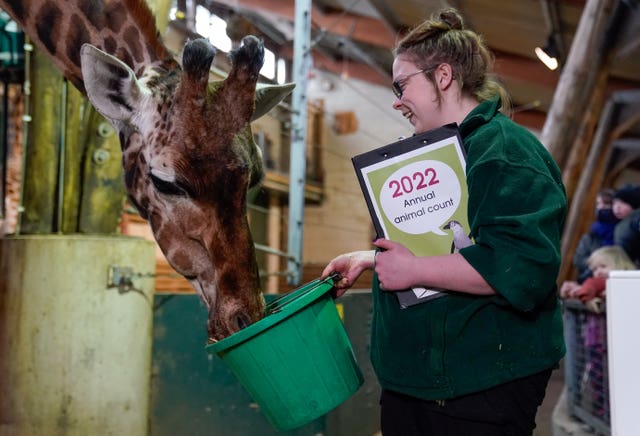 A keeper feeds a Giraffe as they are counted  (Andrew Matthews/PA)