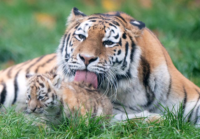 Amur tiger cubs at Banham Zoo