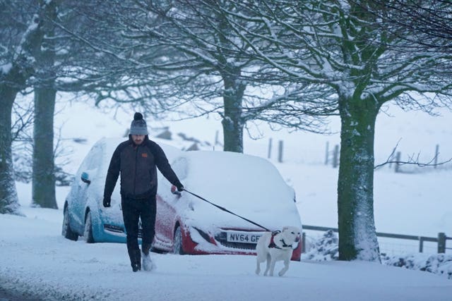 Dog walking in the snow