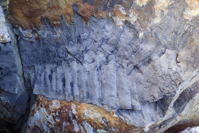 The Arthropleura fossil at Howick beach in Northmberland