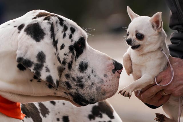 A Harlequin Great Dane named H and a Chihuahua named Boo during a photo call for the launch of this year&rsquo;s Crufts, at the National Exhibition Centre (NEC) in Birmingham. Picture date: Tuesday March 7, 2023.