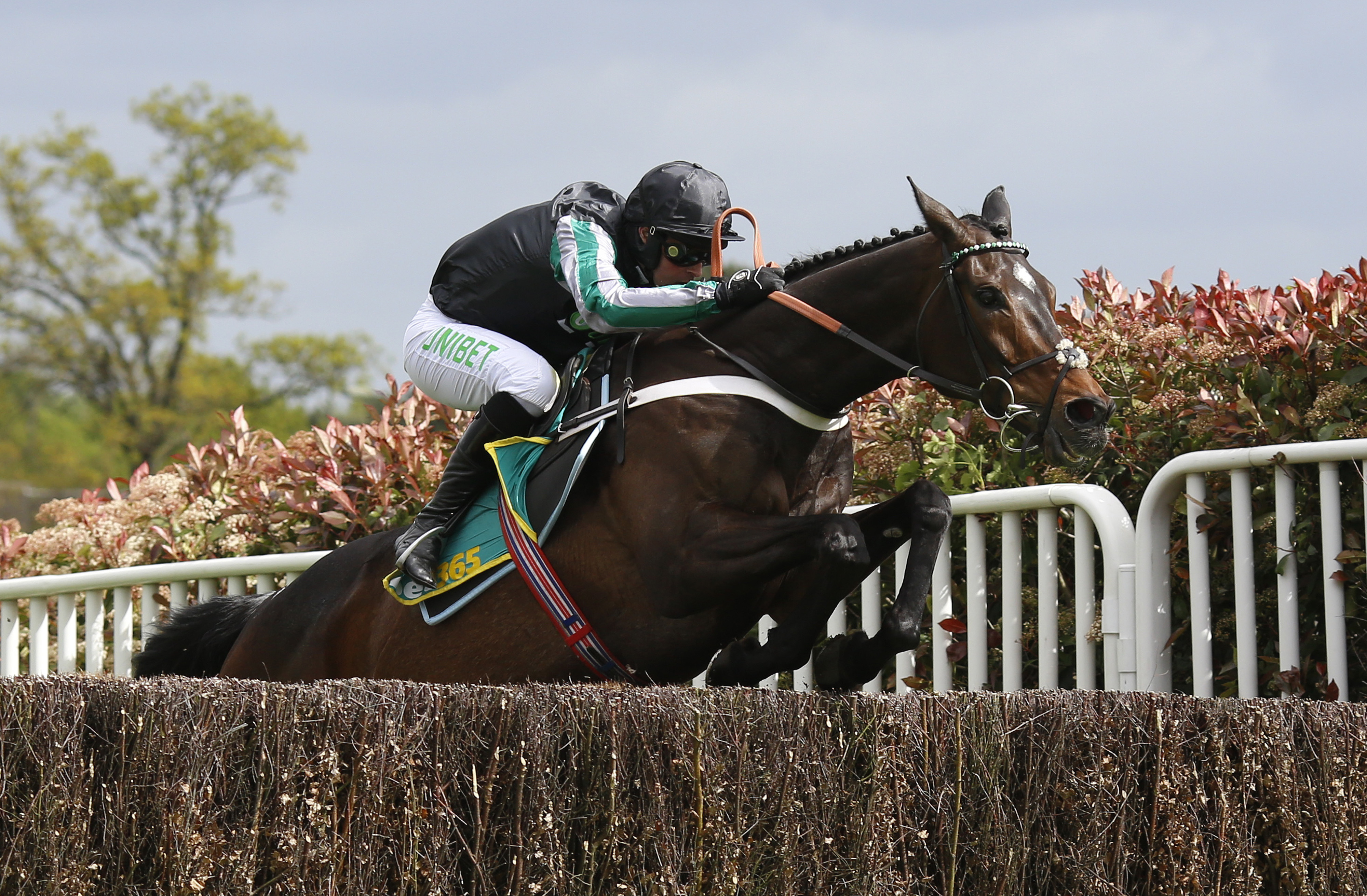 Altior was a two-mile star for Henderson
