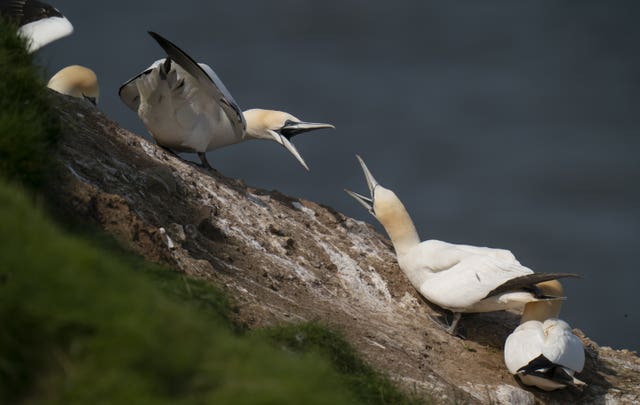 Seabirds at Bempton Cliffs